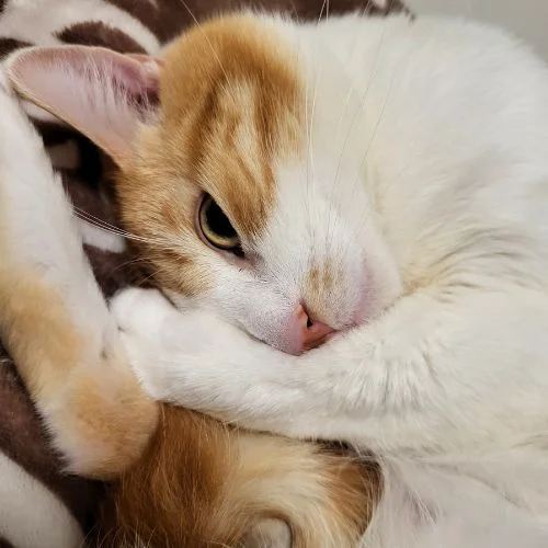 Logo ZApets Chat roux et blanc endormi sur une couverture douce